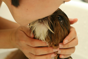The Importance of Regular Dog Grooming: Keeping Your Furry Friend Happy and Healthy